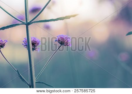 Purple Flowers In Garden With The Sky.