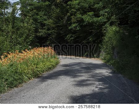 The Mountain Road From Arcumeggia To Laveno, Varese, Lombardy, Italy, At Summer, With Lilies