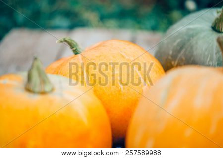 Orange Pumpkins, Autumn Harvest,