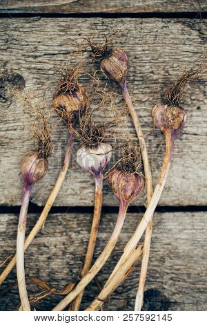 Unpeeled Purple Skinned Garlic Brown On Grey Wooden Background, Close-up