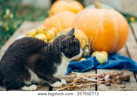 Autumn Harvest, Cat Is Guarding The Vegetables, Close-up