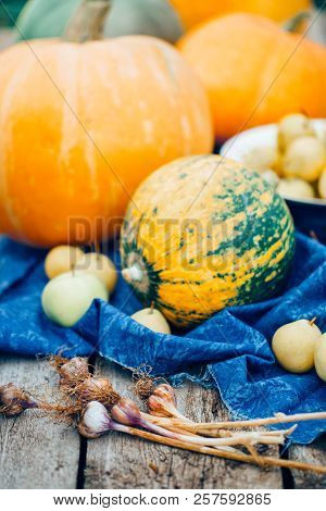 Vegetable Still Life. Bush Pumpkin, Pumpkin, Vegetable Marrow, Garlic