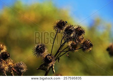 Buds Of The Great Burdock Arctium Lappa In Autumn