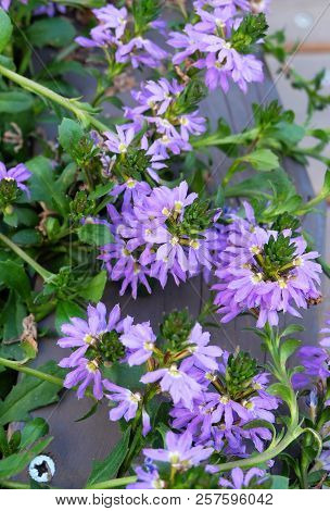 Decorative Plant Scaevola Aemula In A Wooden Flowerpot In A Park.