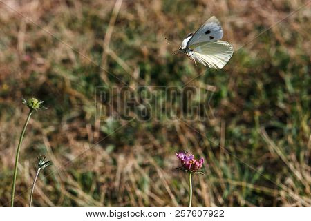 Buttefly Landing On A Flower, Valconca, Emilia Romagna, Italy