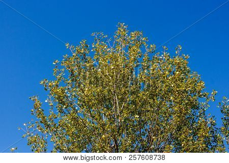 Olive Tree Branches Over A Blue Sky, Valconca, Emilia Romagna, Italy