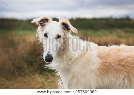 Portrait Of Young And Happy Russian Borzoi Dog In The Field. Close-up Image Of Elegant Dog Breed Rus