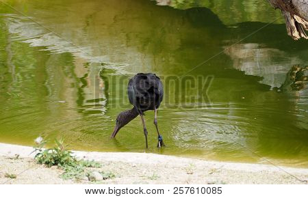 Photography That Is Showing An African Openbill (scientific Name: Anastomus Lamelligerus)