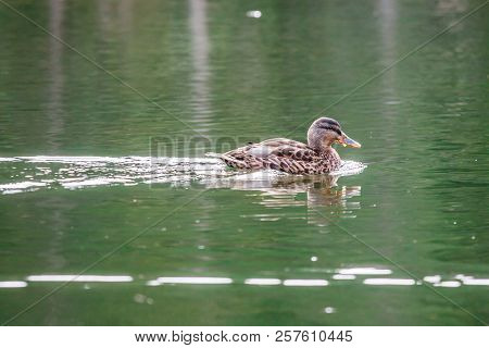 A Duck Swimming In Lake Ajal, Cortina D'ampezzo, Dolomites, Italy