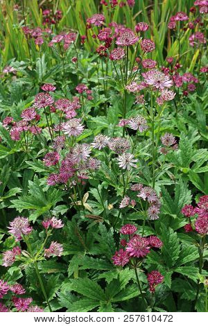 Pink Astrantia flower with various shades of light and dark pink and green in a flower bed with a background of leaves of the same plant.