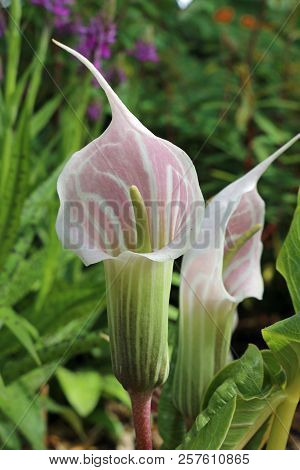 Cobra Lily In Flower With Leaves