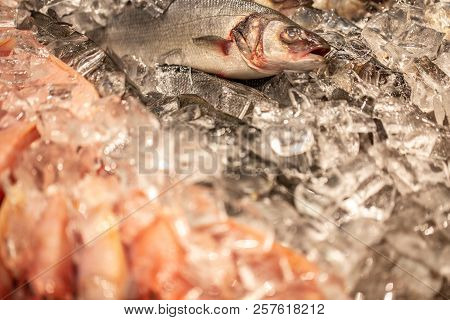 Coolled Fish, Fresh Bright Trout, Sale Seafood