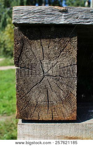 Tump Of Oak Tree Felled - Section Of The Trunk With Annual Rings.
