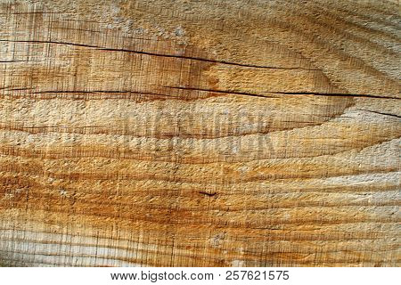 Tump Of Oak Tree Felled - Section Of The Trunk With Annual Rings.