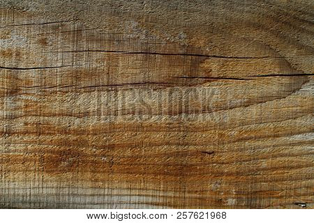 Tump Of Oak Tree Felled - Section Of The Trunk With Annual Rings.