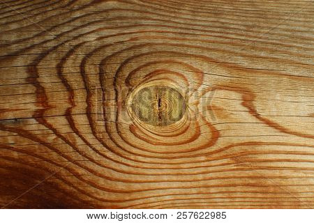 Tump Of Oak Tree Felled - Section Of The Trunk With Annual Rings.