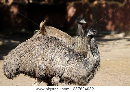 View Of Couple Australian Emus (dromaius Novaehollandiae). Photography Of Nature And Wildlife.