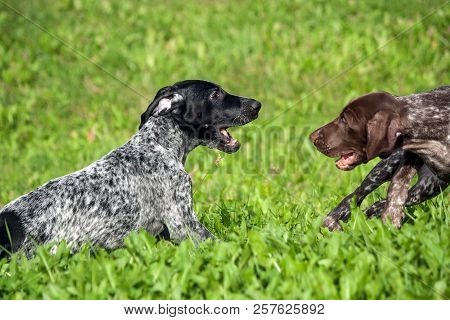 German Shorthaired Pointer, Kurtshaar Two Spotted Little Puppy, Black And Brown In A White Spot, Pla