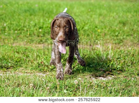 German Shorthaired Pointer, Kurtshaar One Brown Spotted Puppy Running Across The Field, Close-up, Do