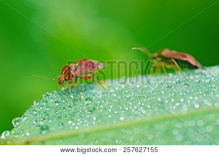 The Bedbug Sits On A Leaf.in The Morning The Grass Is Covered With Dew.