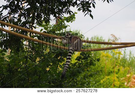 Photography That Is Showing A Ring-tailed Lemur (scientific Name: Lemur Catta) On A Rope