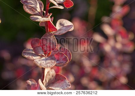 Escape Barberry Ill With Powdery Mildew, Fungal Disease Of Plants