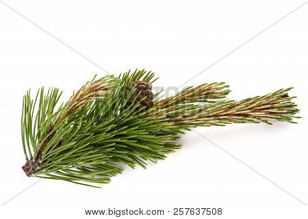 Mugo Pine Branch  With Cones Isolated On White