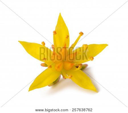 Sedum Flower Isolated On A White Background