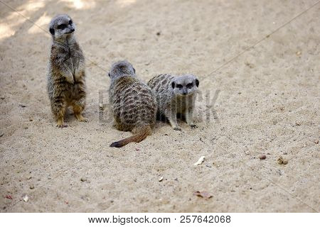 A Mob Of Of Sitting Wild African Meerkats (suricata Suricatta). Photography Of Nature And Wildlife.