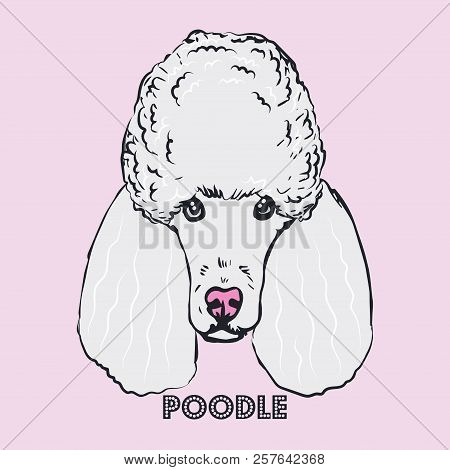 Poodle Head Isolated On Pink Background. Purebred White Dog Face Hand Drawn Sketch.