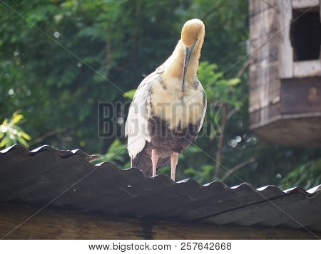 Photography That Is Showing A Black-faced Ibis (scientific Name: Theristicus Melanopis)
