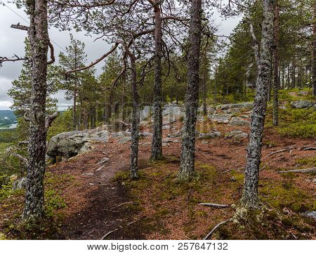 Path Through The Forest On The Top Of Aavasaksa Mountain In Finland On A Moody Day