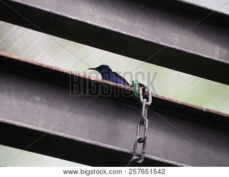 Photography That Is Showing A Red-legged Honeycreeper (scientific Name: Cyanerpes Cyaneus)