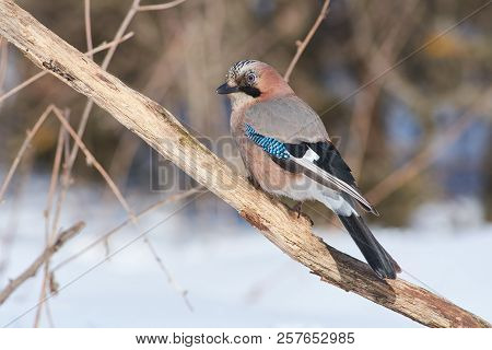 Eurasian Jay (garrulus Glandarius) Sits On A Branch Half A Turn Under The Rays Of The Frosty Winter 