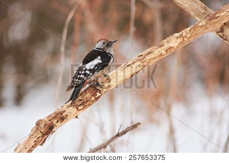 Middle Spotted Woodpecker (dendrocoptes Medius) Sits On A Branch, Trying To Find Food Before The Bli