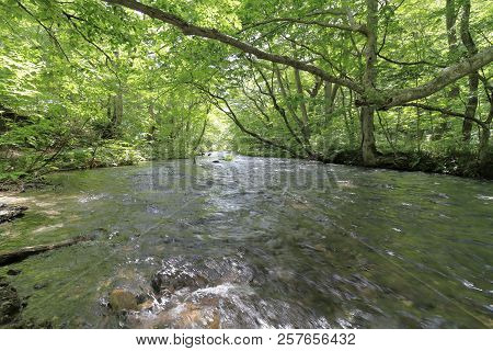 Oirase Mountain Stream In Towada, Aomori, Japan