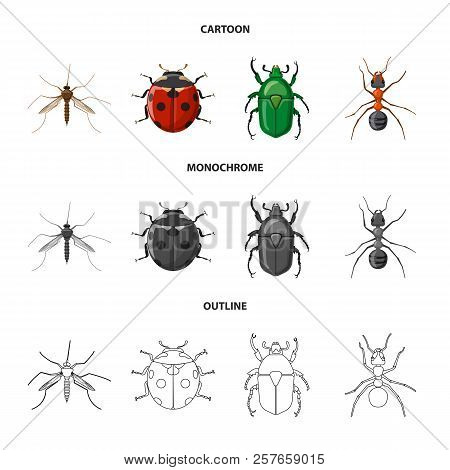 Isolated Object Of Insect And Fly Symbol. Collection Of Insect And Element Stock Vector Illustration