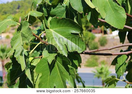 Fig Tree. Figs On Fig Tree. Detail Of A Fig Tree.