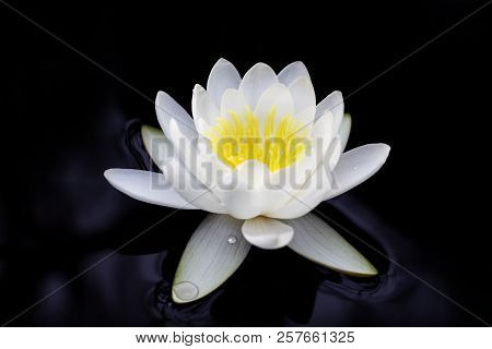 White Big Lotus As Nymphaeaceae, Water Lily In The Water.