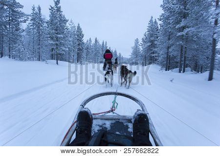 Saariselka, Finaland - December 30, 2017: Dogsledding In Lapland During Polar Night