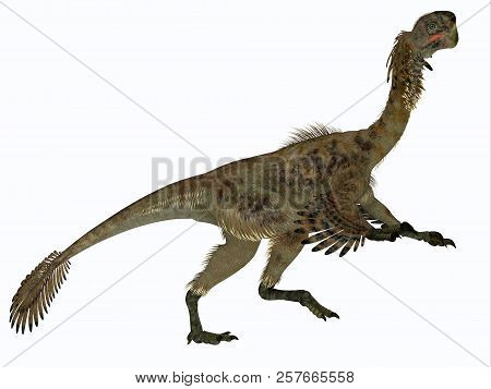Citipati Female Dinosaur Side Profile 3d Illustration - Citipati Was A Carnivorous Velociraptor Dino