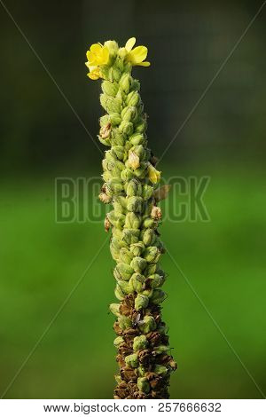 Denseflower Mullein In A Meadow In September