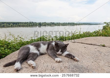 Grey And White Stray Cat Sleeping, Lying On The Roof Of A House Over The Danube In Zemun District, I
