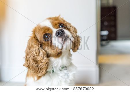 Cute Cavalier King Charles Spaniel Rescue Shelter Puppy
