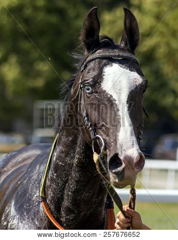Portrait Of A Akhal-teke Horse After The Race.