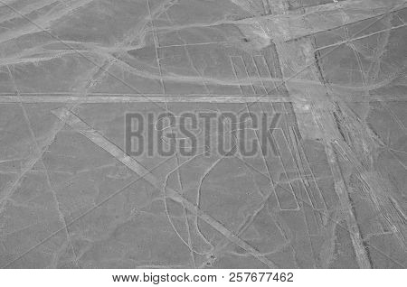 The Parrot - Nasca Lines - Peru