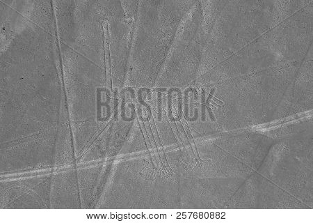 The Dog - Nasca Lines - Peru