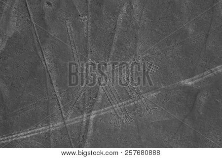 The Dog - Nasca Lines - Peru