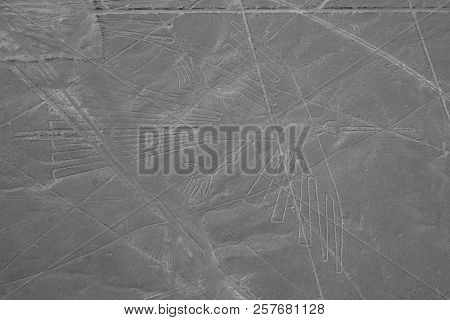 The Condor - Nasca Lines - Peru