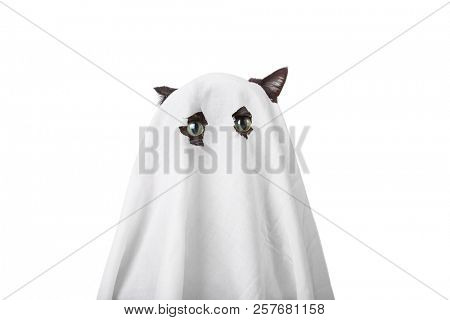 Cat in a ghost costume